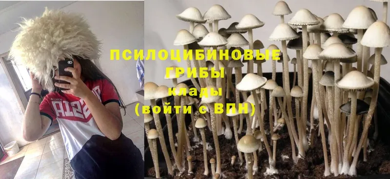 Галлюциногенные грибы Magic Shrooms Болотное